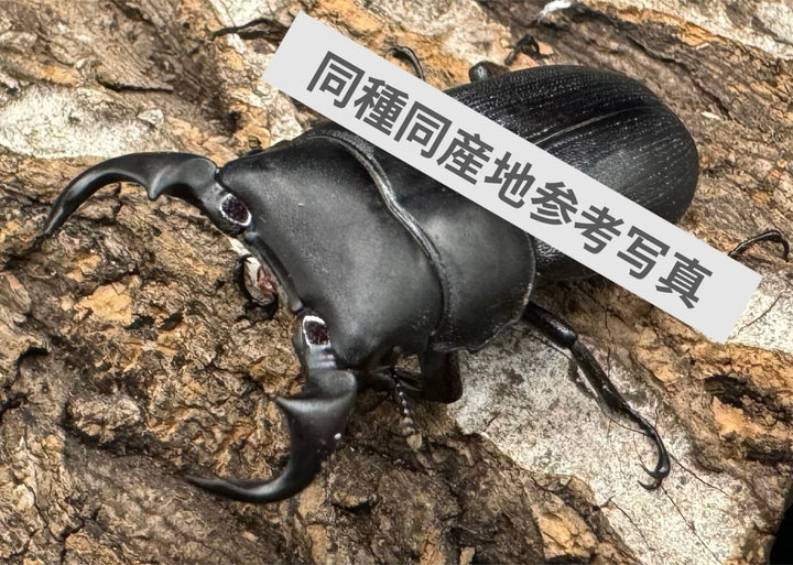 【WF2】《ドルクス ティエンロン 幼虫3頭セット（ペア+1頭）》