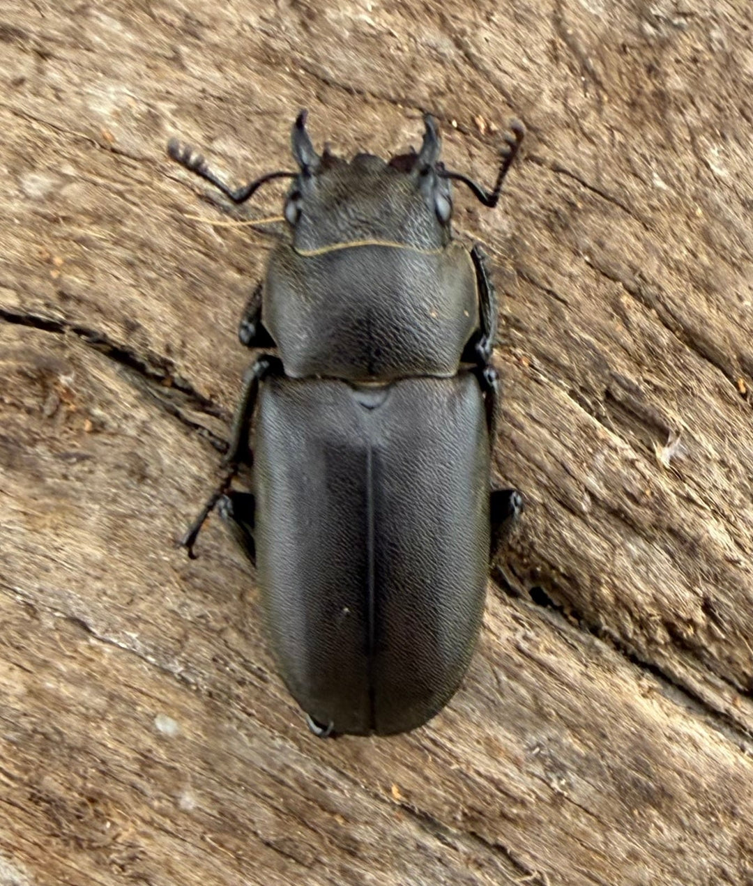 【WD】《メタリフェルホソアカ亜種finae 86mm ペア》