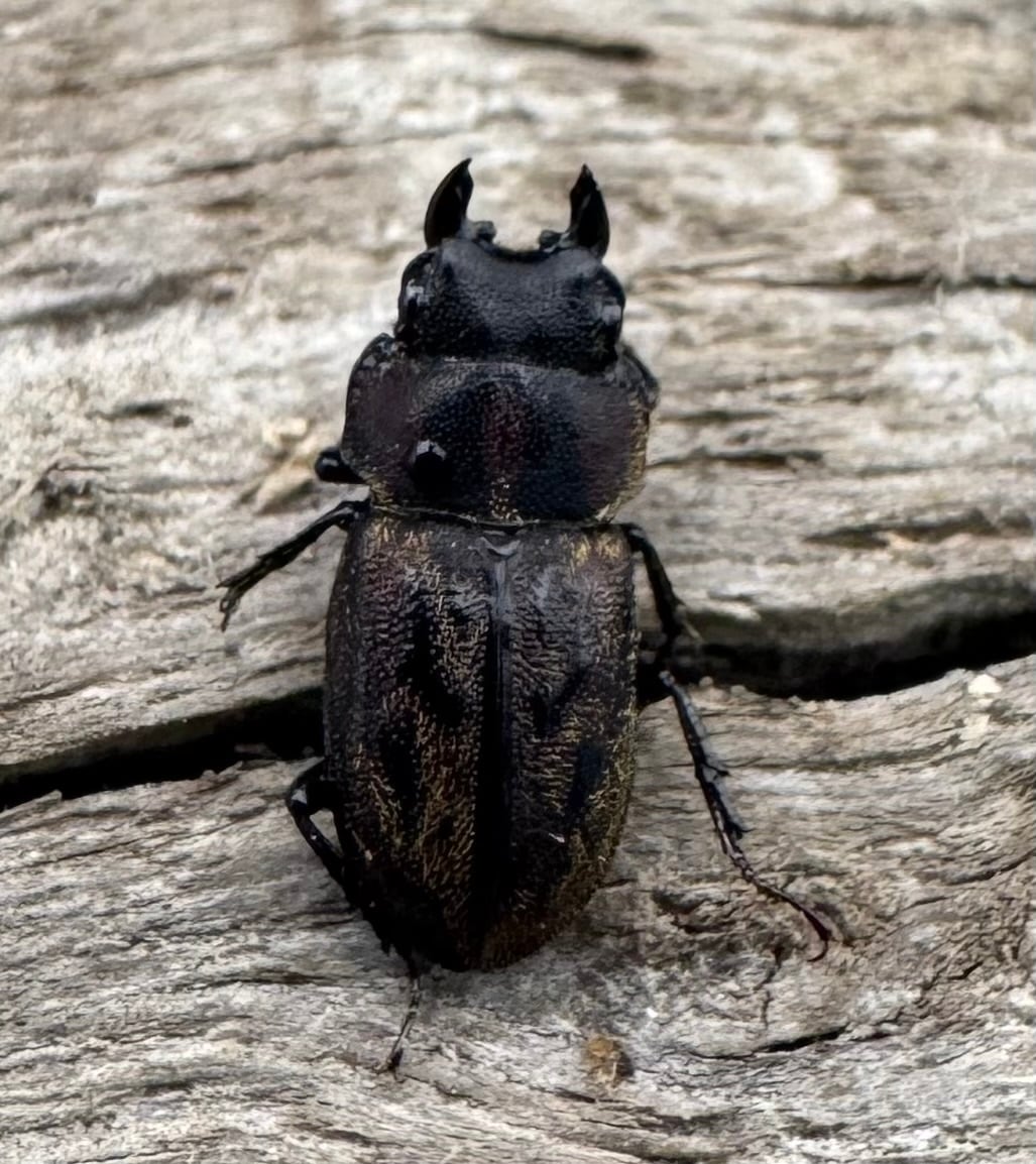 《ペルークワガタ Free ペア》