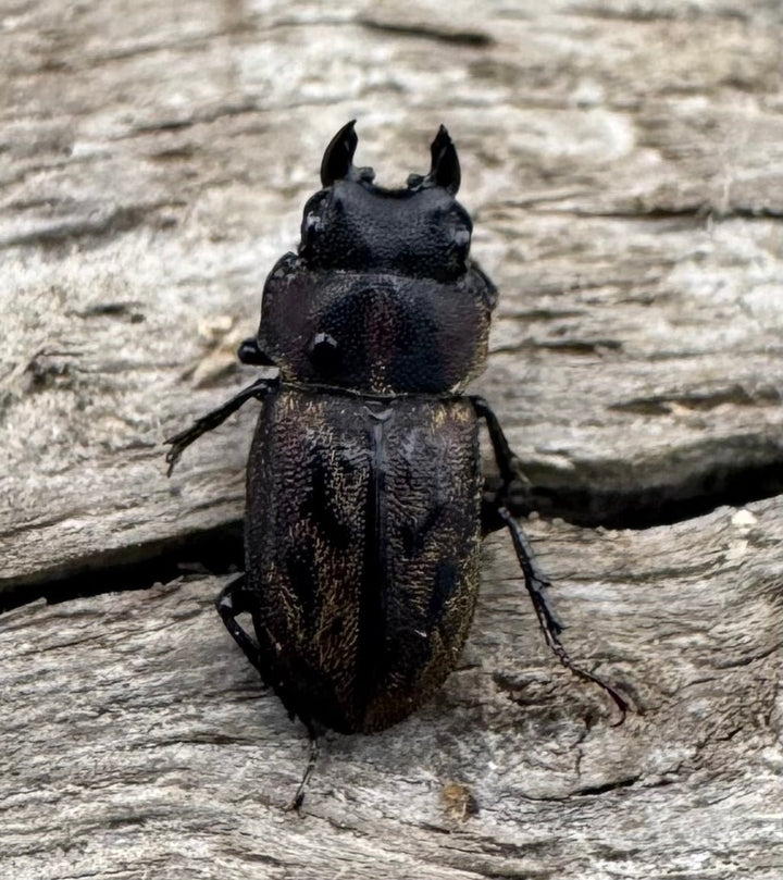 《ペルークワガタ Free ペア》