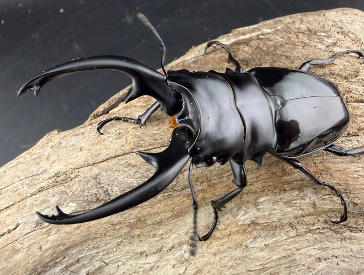 【WD】《インターメディアツヤクワガタ ネグロス島産 93mm ペア》