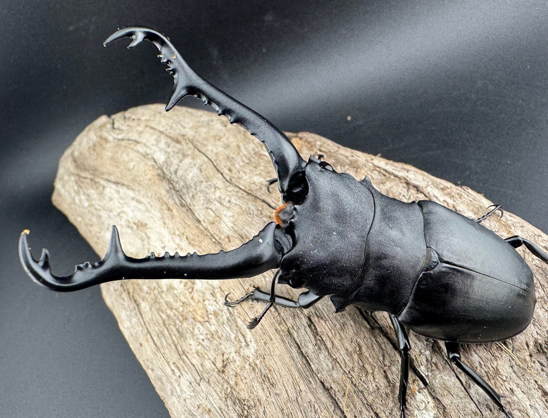 【WD】《 ギラファノコギリ亜種ケイスケ 98.5mm ペア》