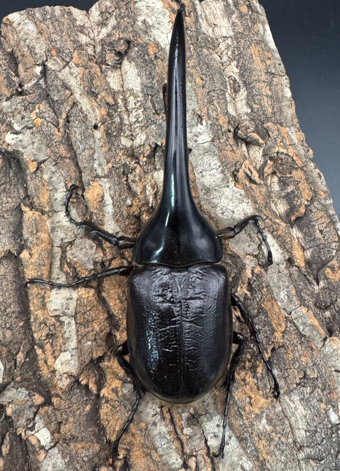 《ヘラクレス・ヘラクレス 144mm ペア》