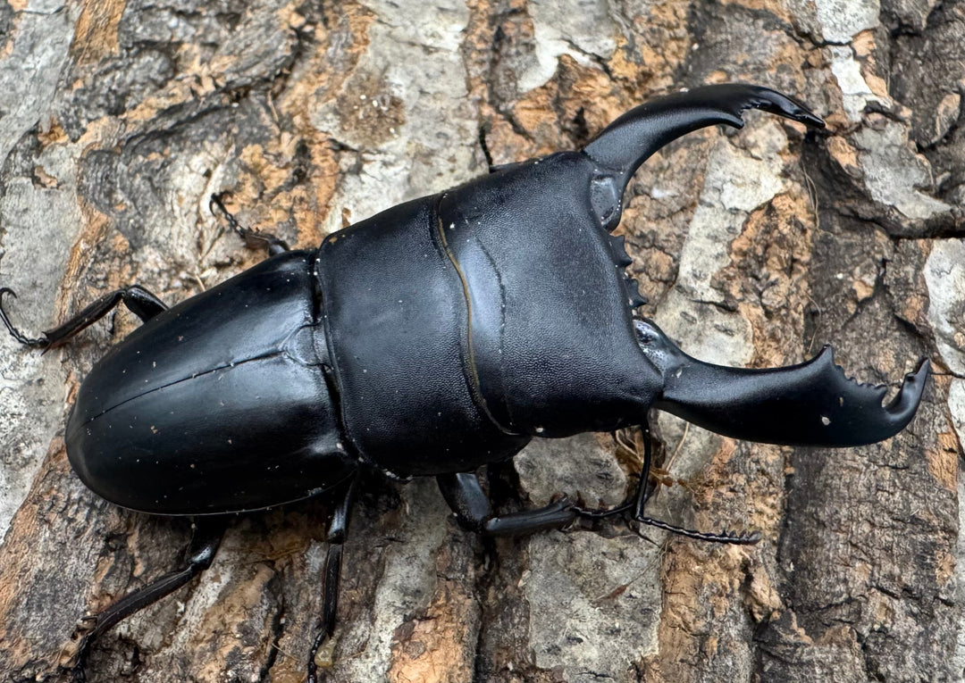 【WD】《西ペレンオオヒラタ（スラウェシオオヒラタクワガタ） 79mm ペア》