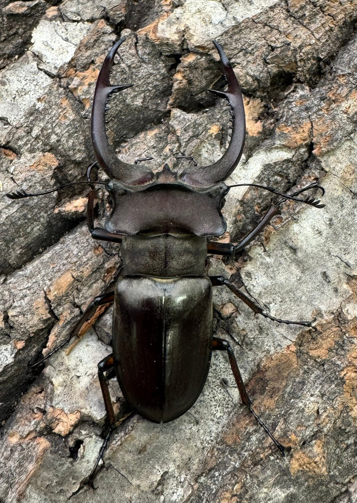 【WD】《クラーツミヤマ原名亜種 59mm ペア》