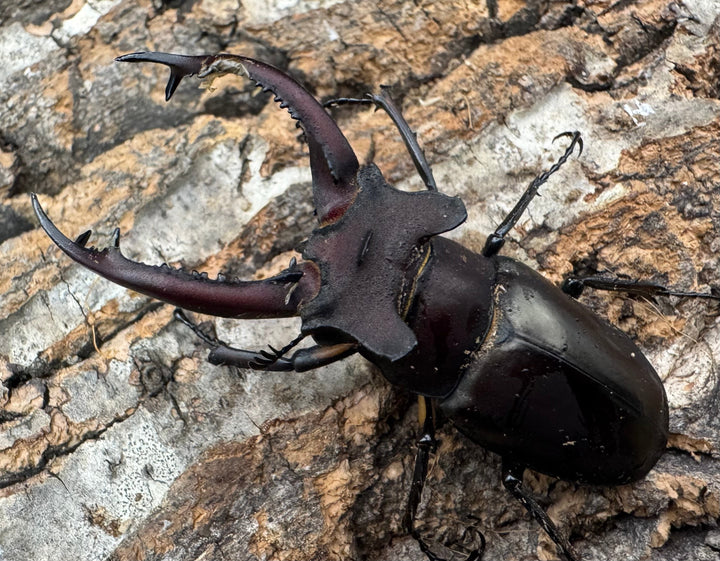 【WF3】《ドンミヤマ 63mm ペア》