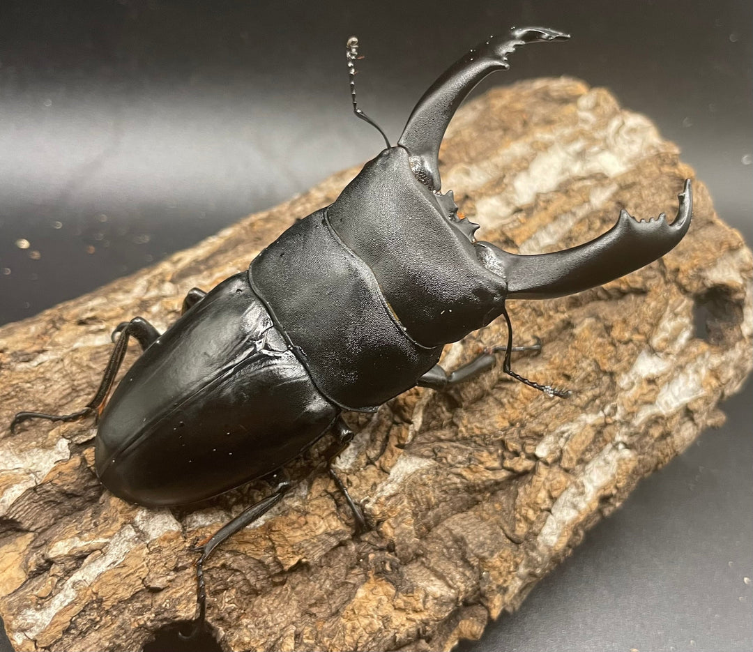 【WD】大型《南カマリネスヒラタ 93mm ペア》