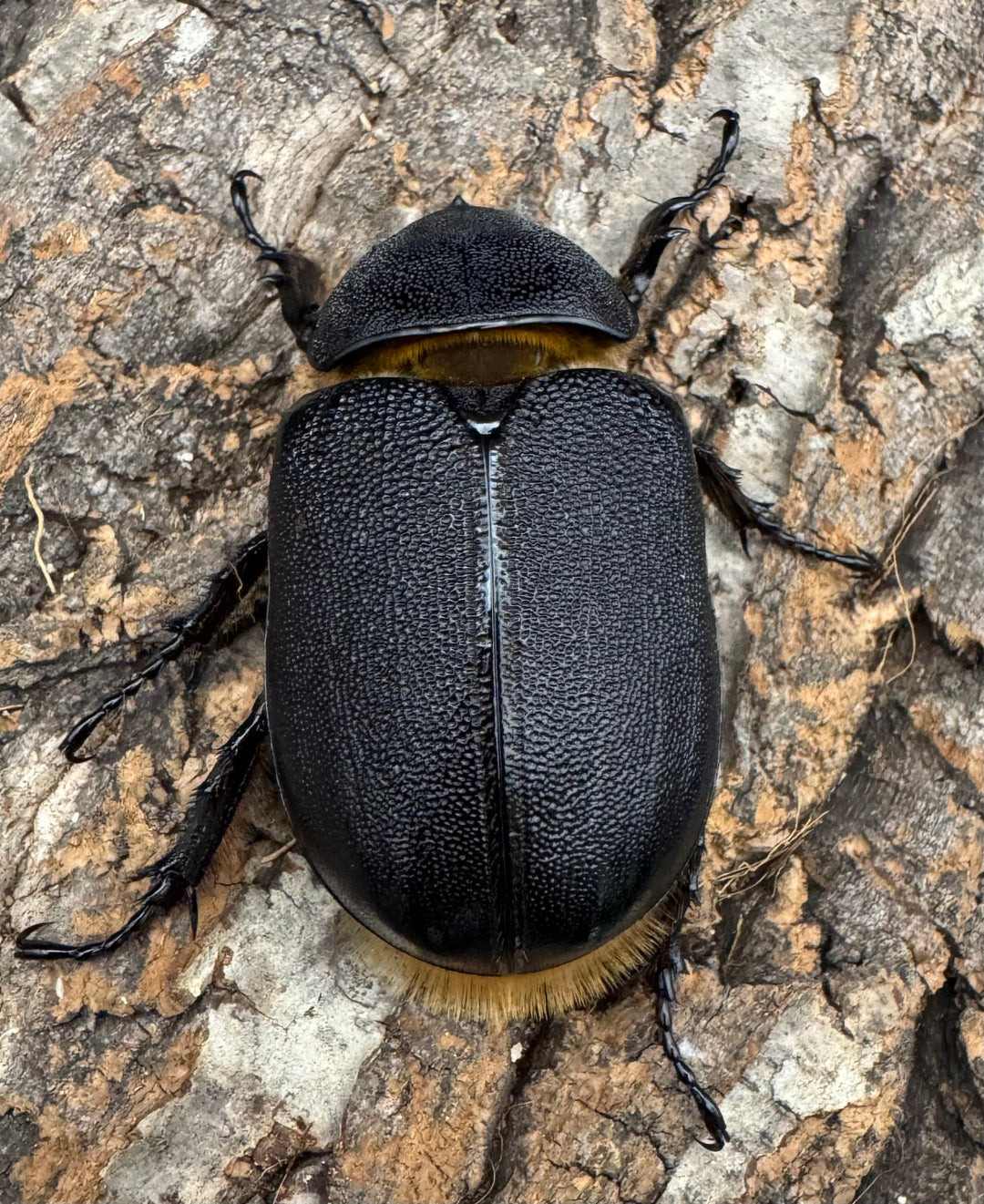 即ブリ《サタンオオカブト 87mm ペア》