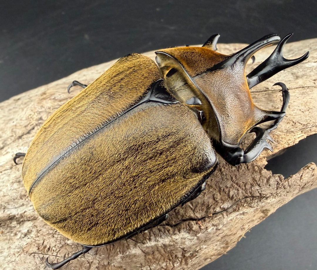 《ギアス ルンバッシャー 91.5mm ペア》