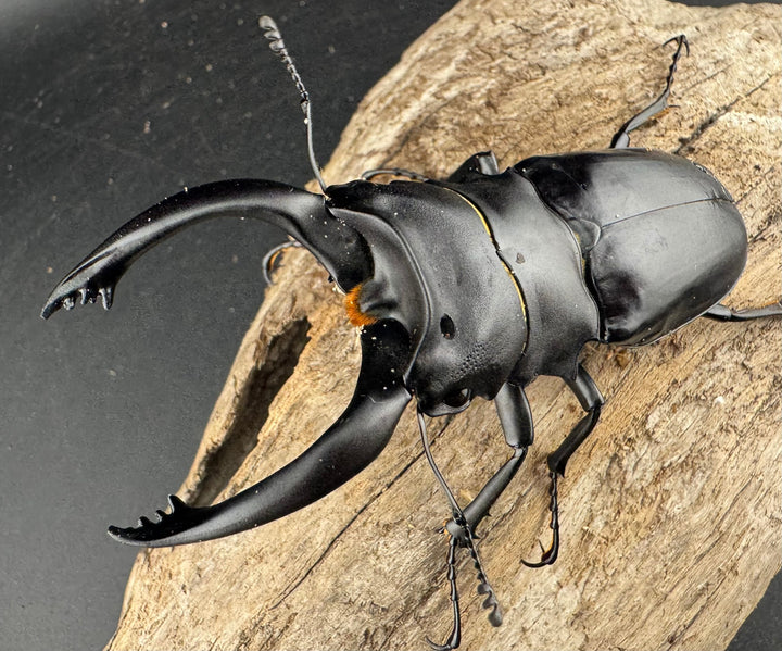 【WD】大型《アルケスツヤクワガタ 91.5mm ペア》