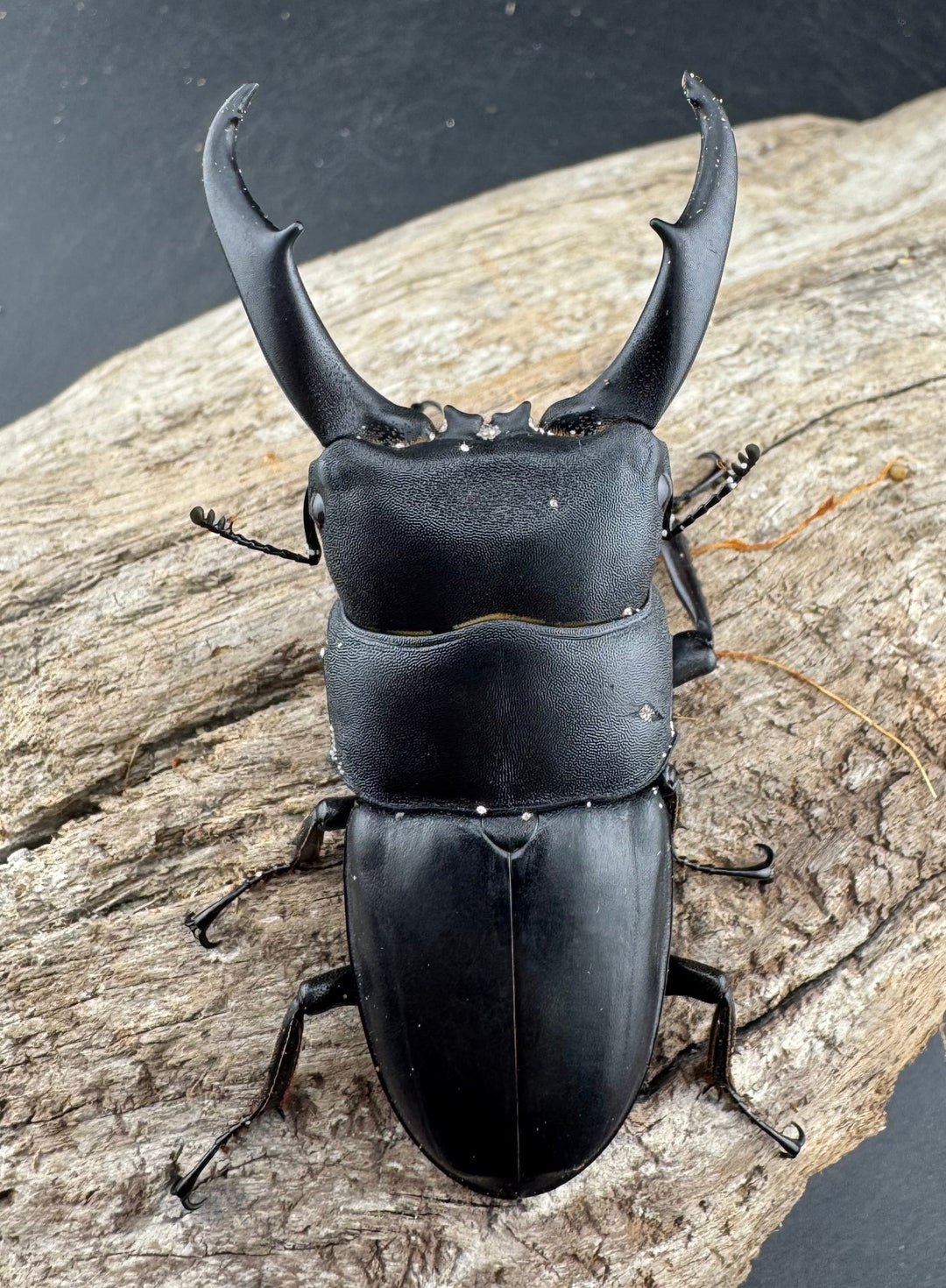 【WD】《ウンナンヒラタ(内歯消滅タイプ) 貴州省産 69mm ペア》