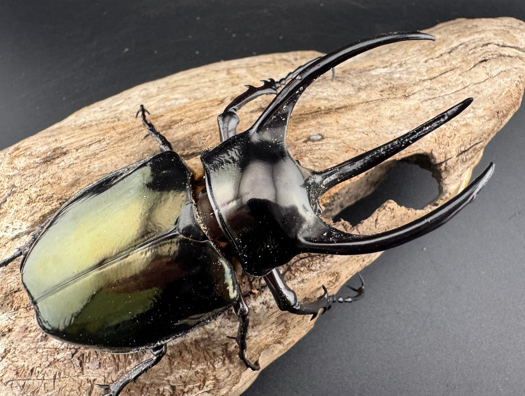 【WD】《アトラスオオカブト亜種マンテツ ラオス産 88mm ペア》