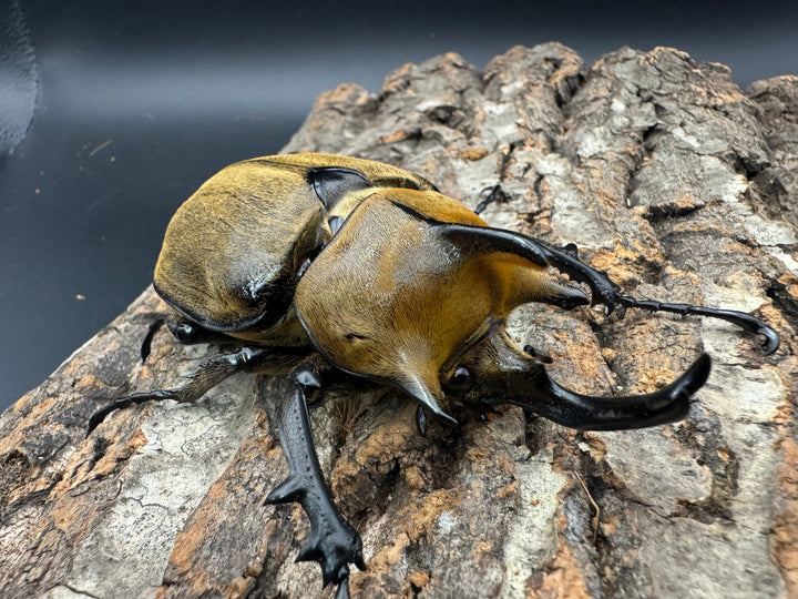 《ギアス ルンバッシャー 98mm ペア》