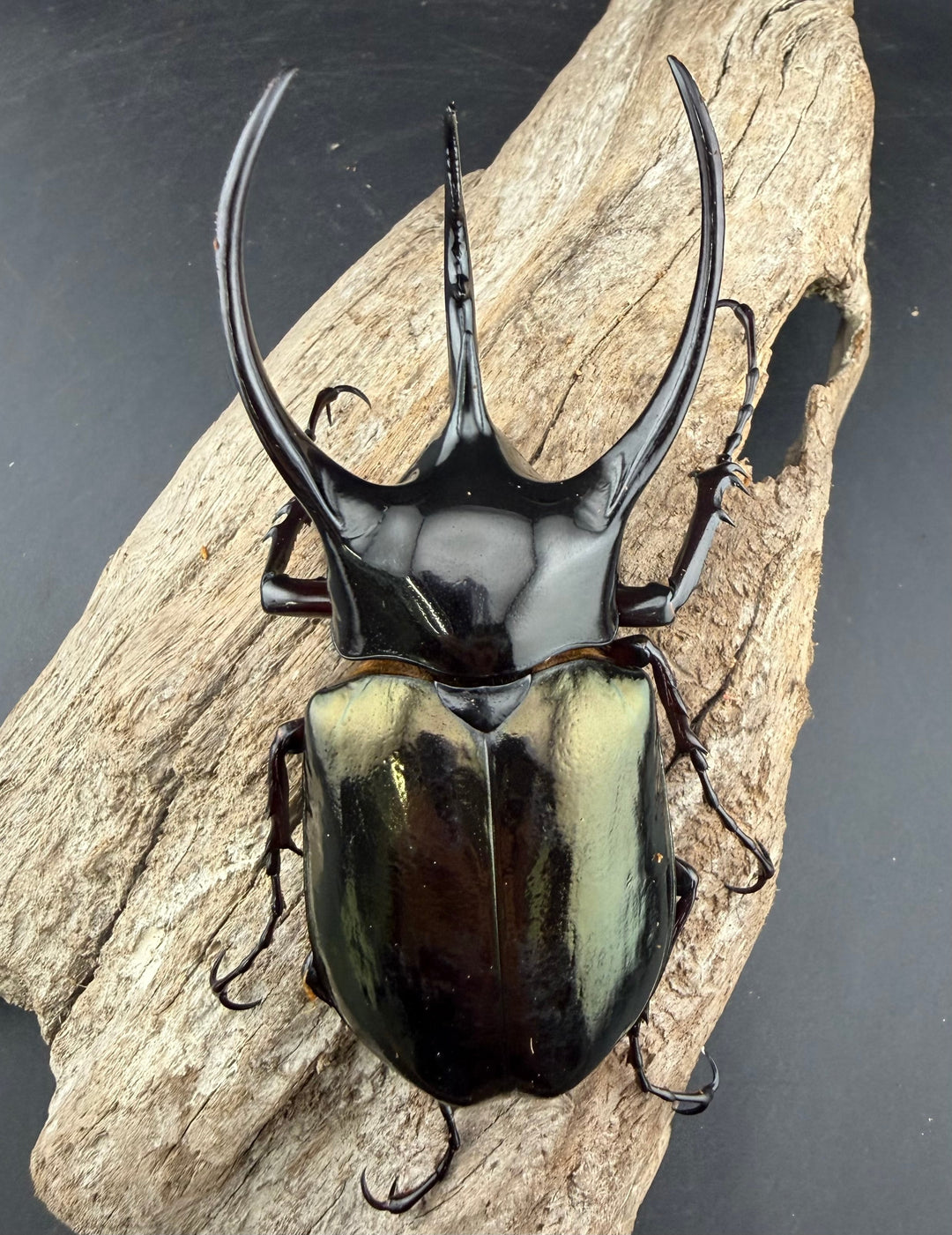 【WD】《ジャワコーカサスオオカブト 103mm ペア》