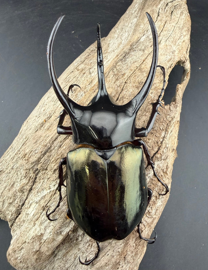 【WD】《ジャワコーカサスオオカブト 103mm ペア》