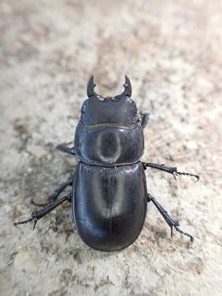 【WD】超貴重《ティアンムニセヒラタ 28mmペア》