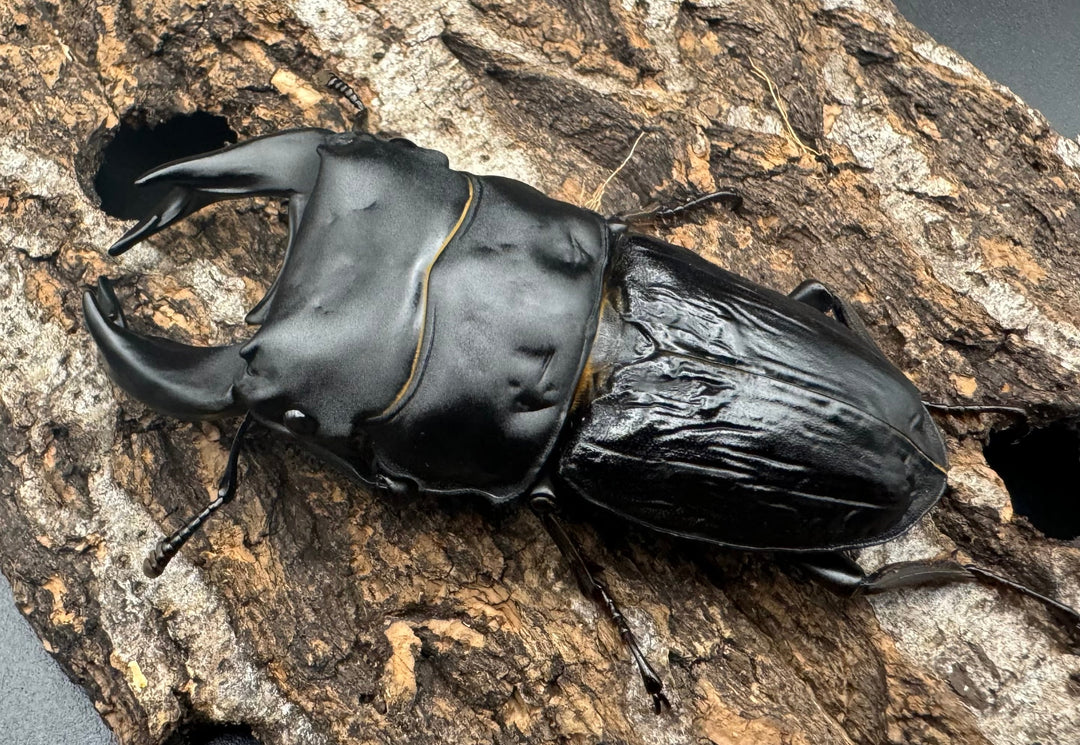 《ホペイオオクワ M74 71mm ペア》