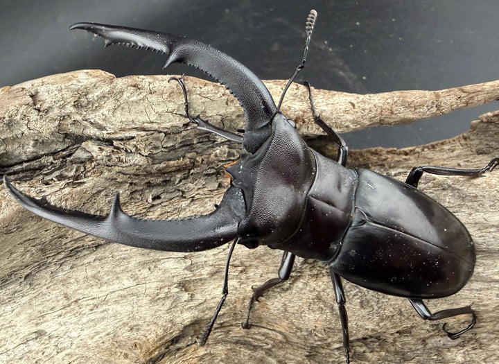 【WD】《マンディブラリスフタマタ 95mm ペア》