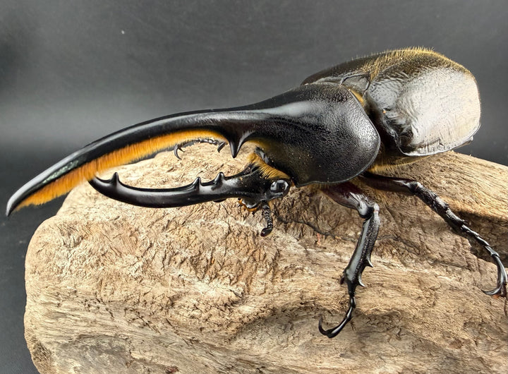 《 ヘラクレス・モリシマイ 108mm ペア》