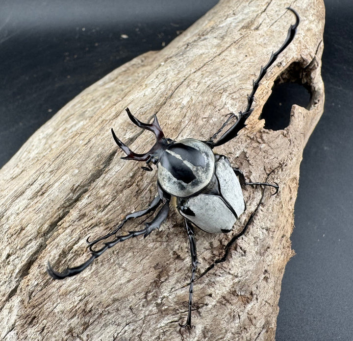 【WD】《アダムスツノハナムグリ Free ペア》①