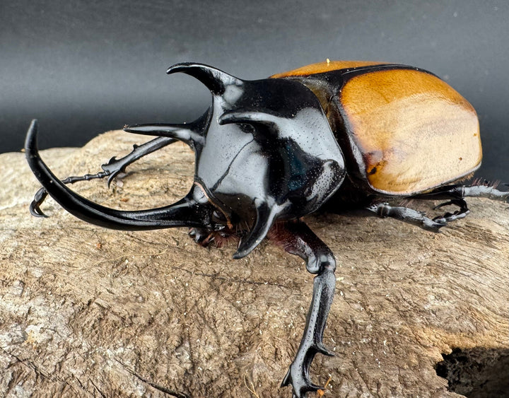 【WD】《ゴホンツノカブト原名亜種 ラオス産 78mm ペア》