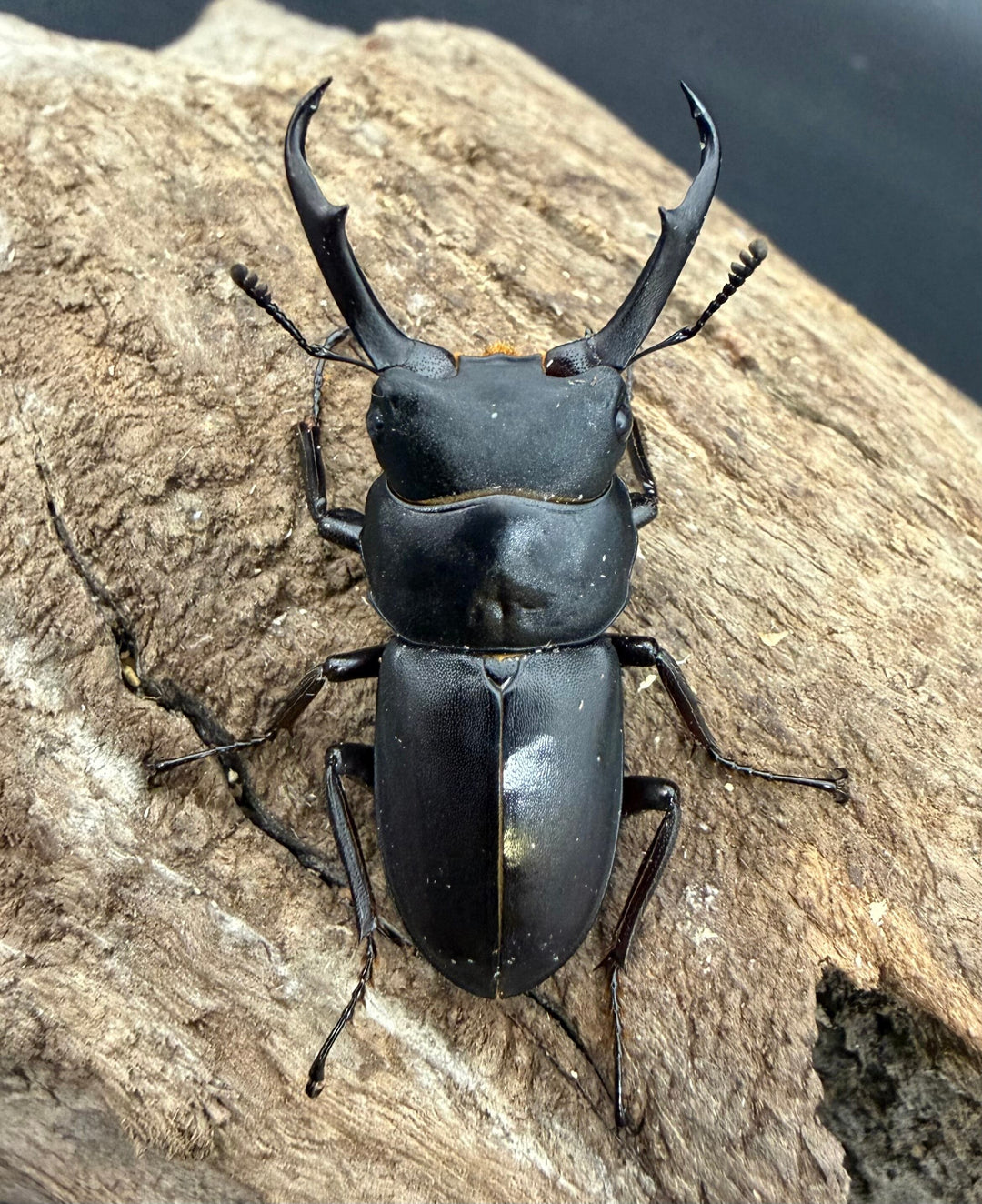 【F0】《コクワガタ 対馬産 38mm ♂♀♀トリオ》
