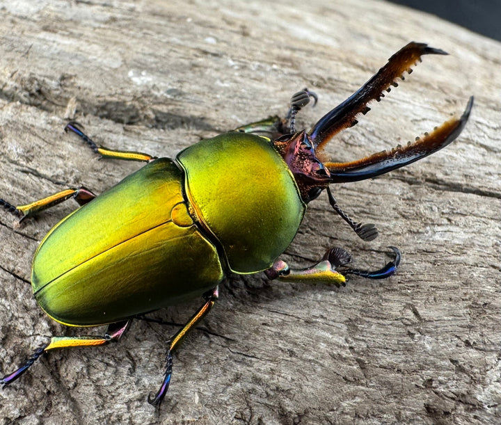 【WD】《パプアキンイロクワガタ アルファック産 33mm ペア》