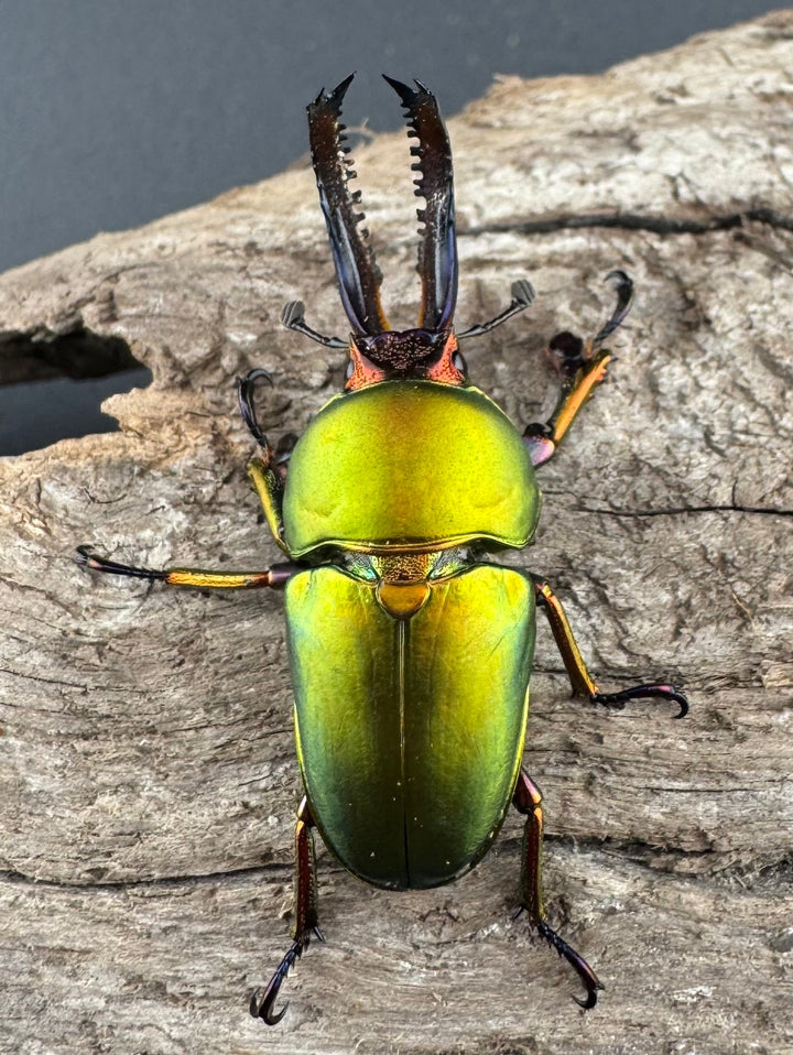 【WD】《パプアキンイロクワガタ アルファック産 38.5mm ペア》