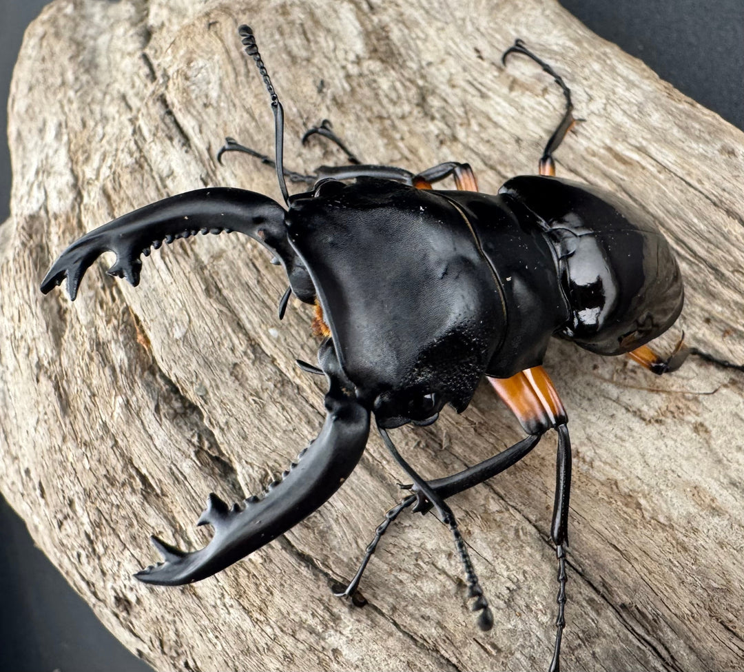 【WD】《インペリアリスツヤ亜種komorii 63mm ペア》