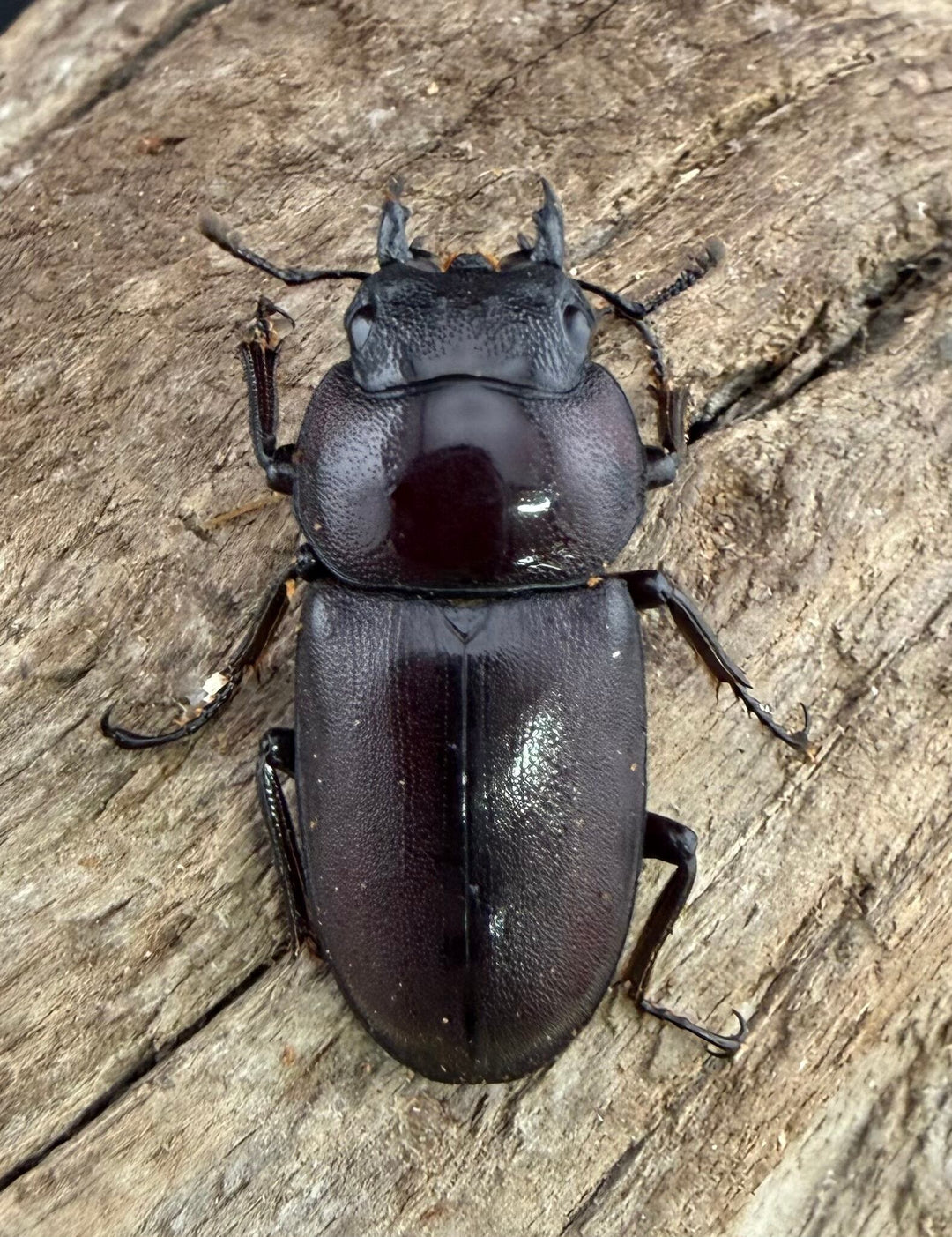《ミシマコクワガタ 硫黄島産 40mm ♂♀♀トリオ》