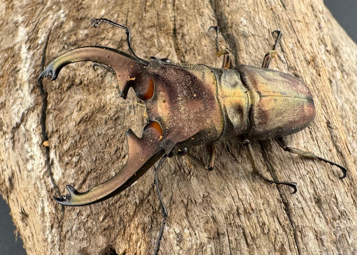 【WD】《ズベールホソアカ マラグサン産 45mm ペア》