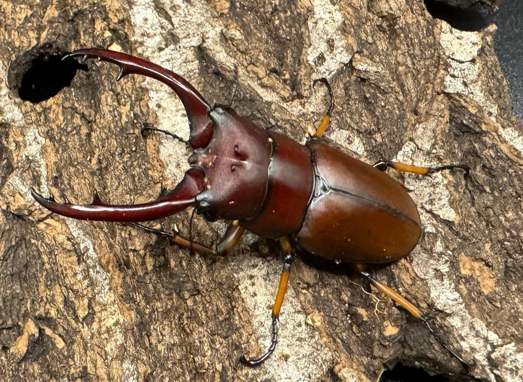 【WD】《アスタコイデスノコギリ ベンクール産 57mm ペア》