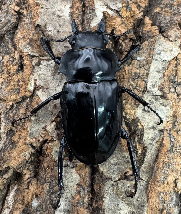 【WD】《ダールマンツヤクワガタ亜種celebensis 82mm ペア》