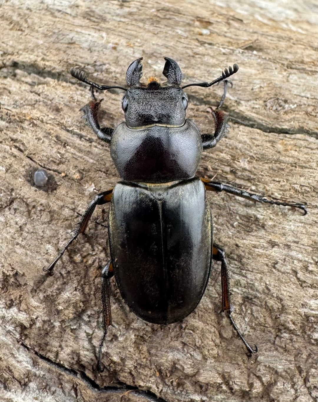 【WD】《ウーイーミヤマクワガタ 36.5mm ペア》