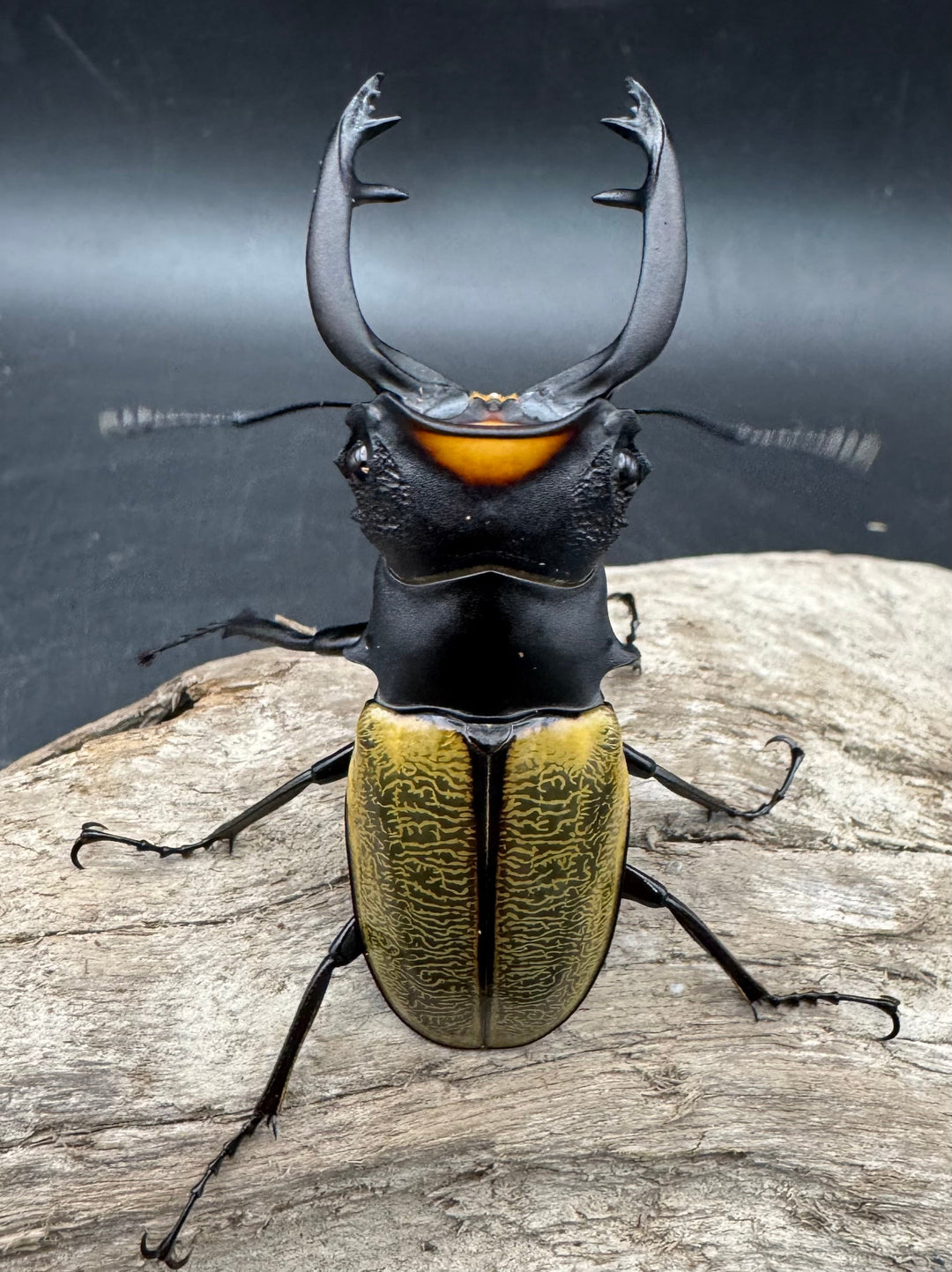 【WD】《スペクタビリスツヤクワガタ 71mm ペア》