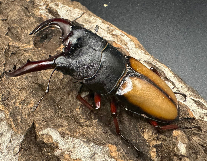 【WF1】《ウムハンギノコギリ 64mm ♂単》