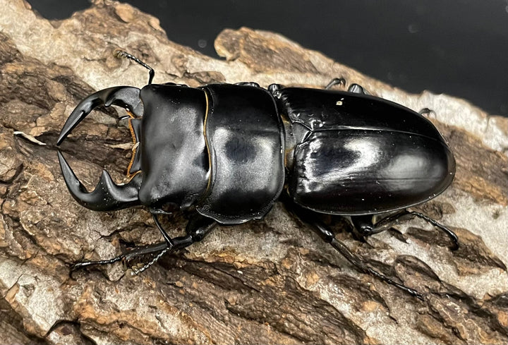 《ミャンマーアンタエウス Free ♂♀♀トリオ》