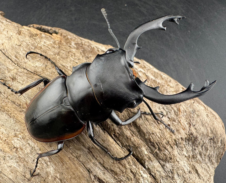 【WD】《クベラツヤクワガタ亜種sinensis 浙江省産 73.5mm ペア》