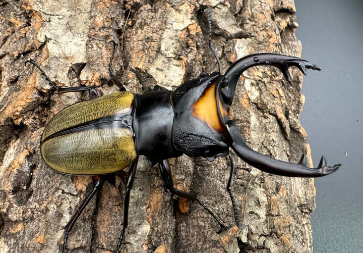 【WD】《ラコダールツヤクワガタ 76mm ペア》