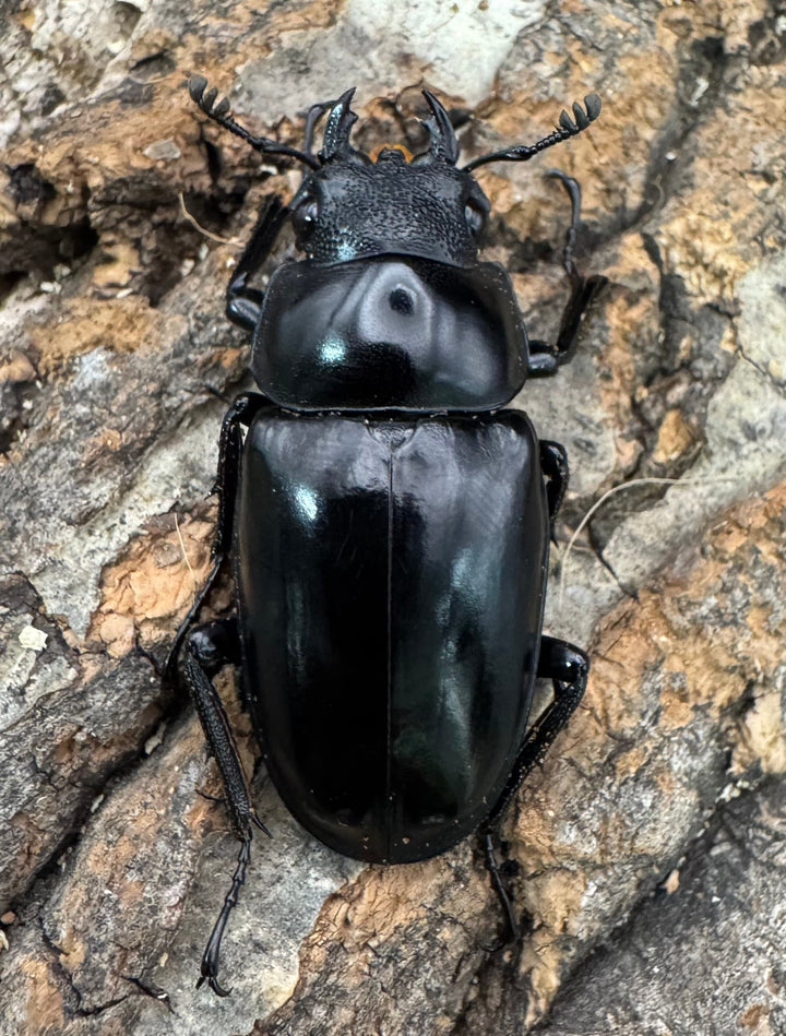 【WF1】《ギラファノコギリ原名亜種 タイ産 95mm ペア》①