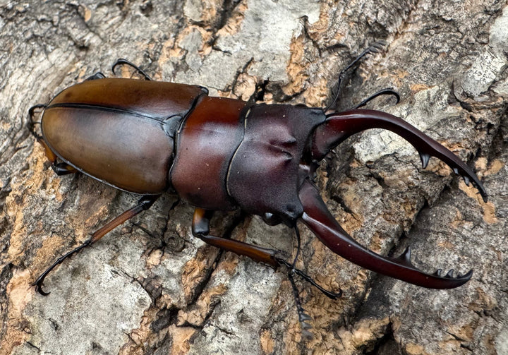 【WD】《アスタコイデスノコギリ ベンクール産 63.5mm ペア》