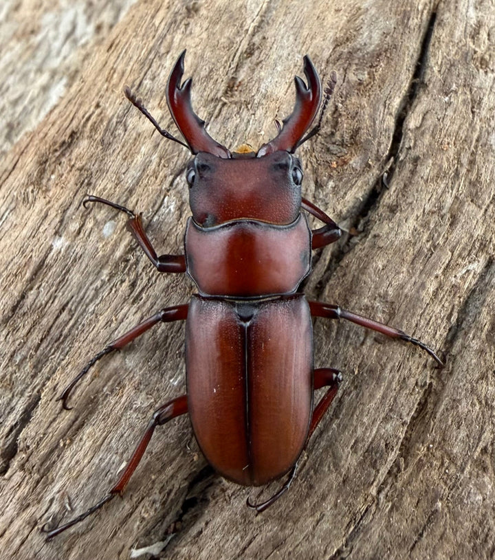 【WD】《ヨンレンセスジ 23.5mm ペア》