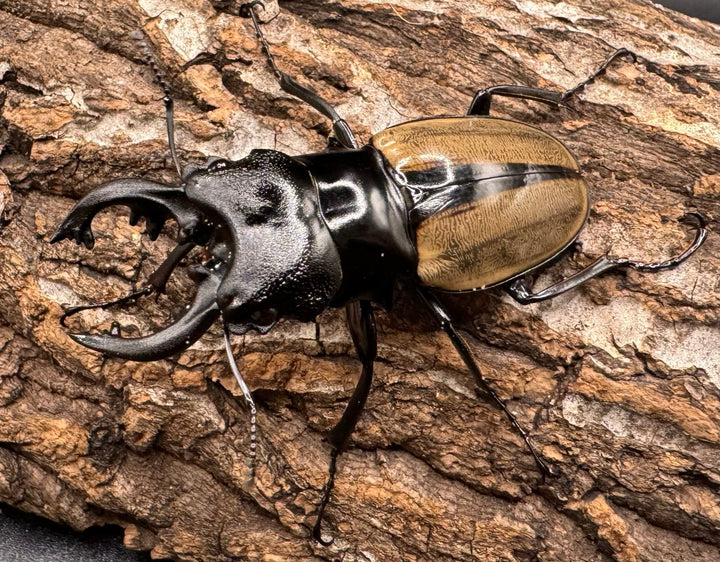 【WD】《ルデキンツヤクワガタ 64mm ペア》