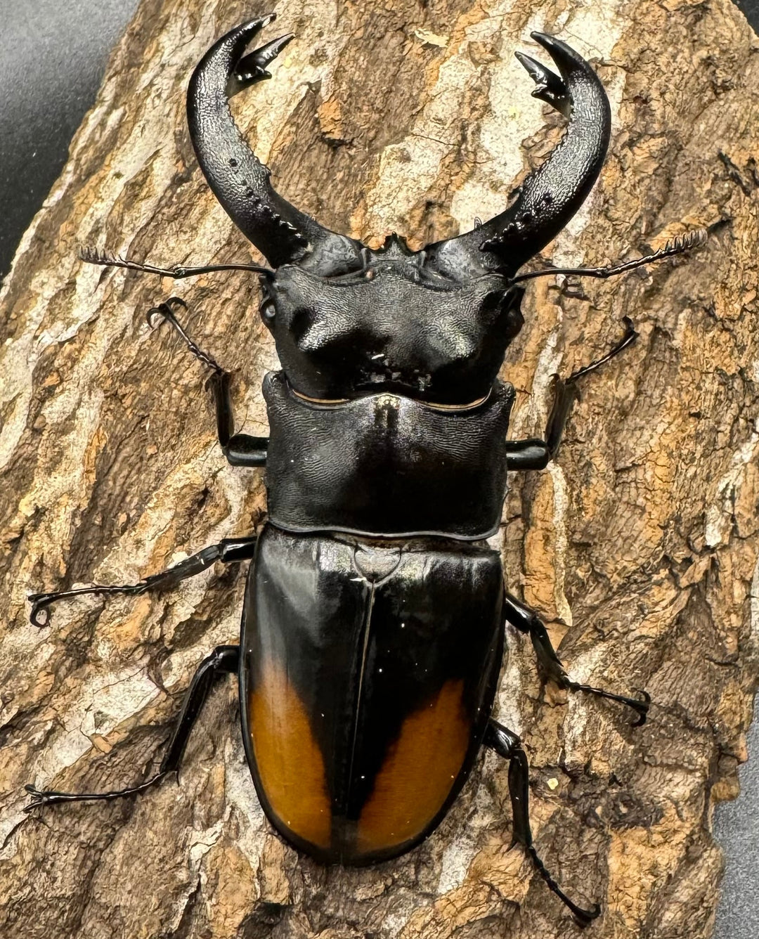 【WD】《セアカフタマタ（パリーフタマタ） 80mm ペア》