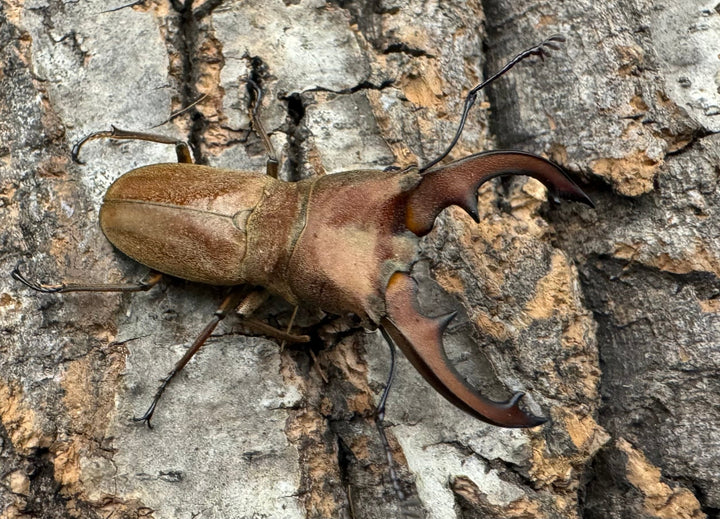 【WD】《スズムラホソアカ ロハス産 40.8mm ペア》