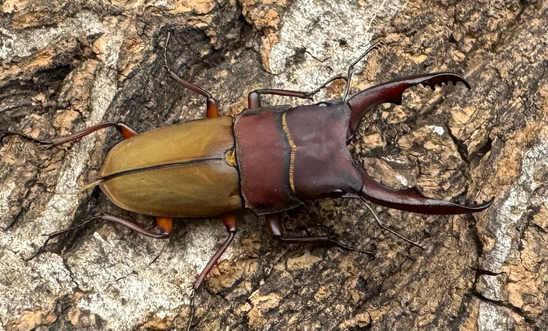 《ブルメイスターホソクワ ペア》コロ助氏ブリード個体