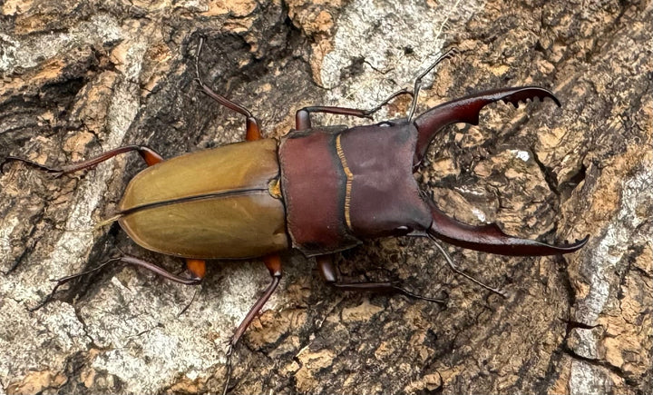 《ブルメイスターホソクワ ペア》コロ助氏ブリード個体
