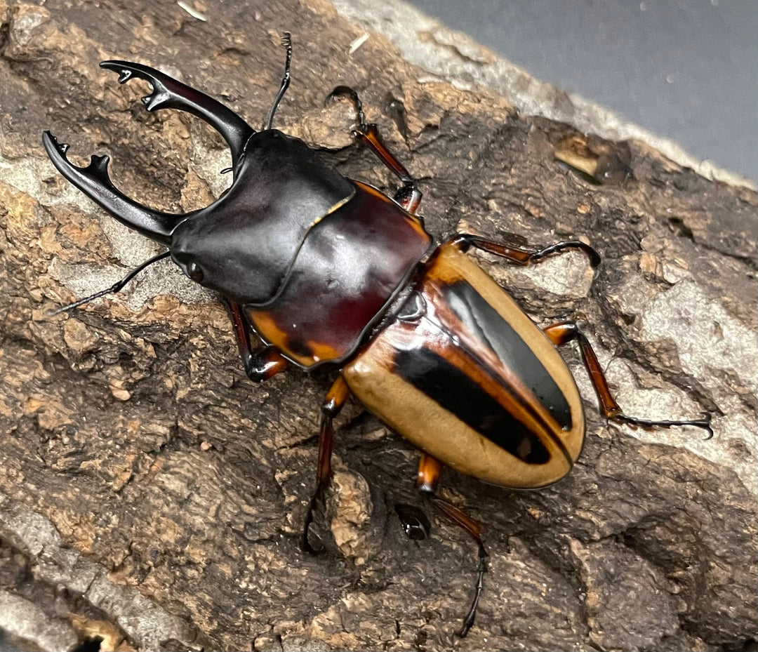 【WD】超特大《ラテラリスノコギリ亜種マイリーン 57mm ペア》