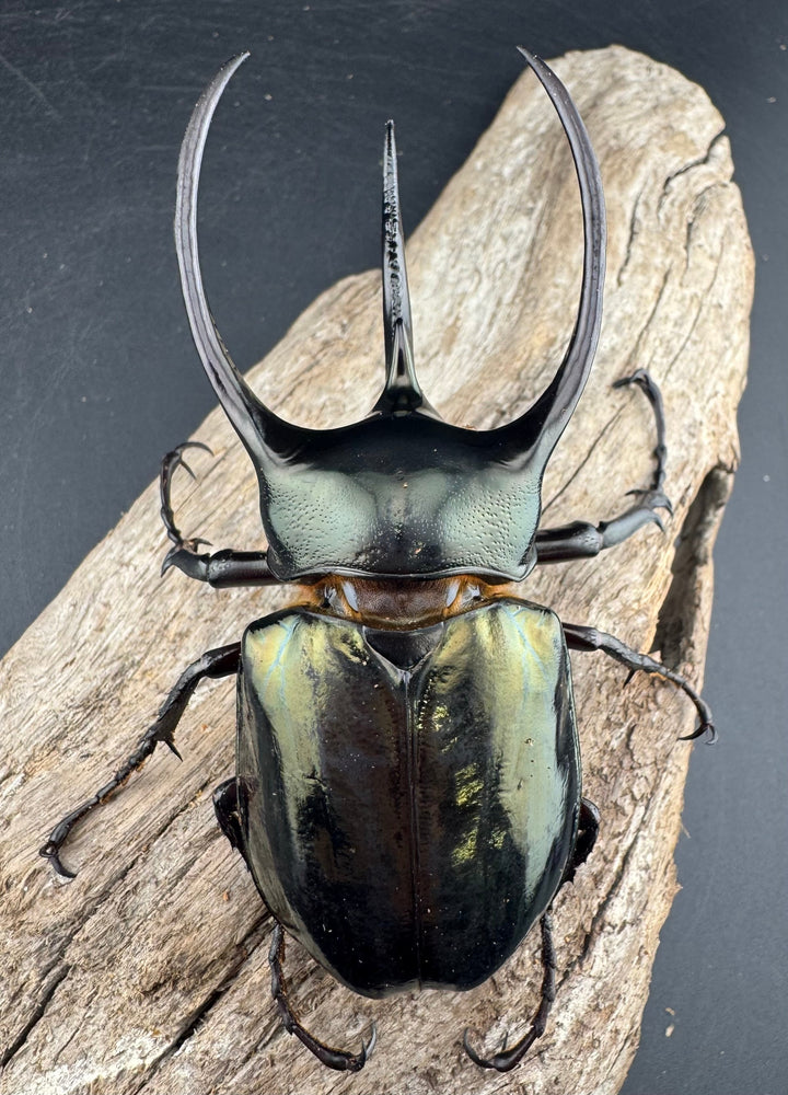 【WD】《ミンダナオアトラスオオカブト マラグサン産 98mm ペア》