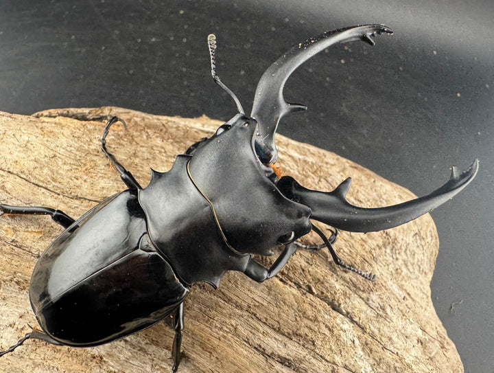 【WD】《インターメディアツヤクワガタ ガントン産 88mm ペア》